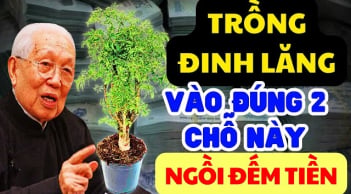 Cây đinh lăng trấn giữ của cải: Trồng đúng chỗ này tiền bạc chảy vào nhà ùn ùn