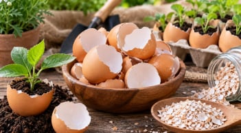 Nhiều người bỏ vỏ trứng vào thùng rác mà không biết 6 công dụng hữu ích này