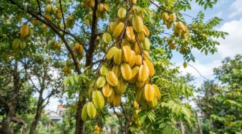 3 loại cây trồng trước nhà nào nhà đó giàu có