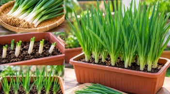Trồng hành lá trong chậu: Cách đơn giản, nhanh gọn, chăm sóc nhàn mà vẫn có rau ăn quanh năm