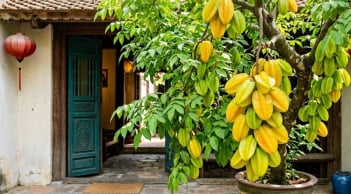2 hướng tốt nhất trồng cây Khế