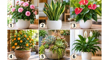 Hãy chọn chậu cây cảnh bạn ấn tượng