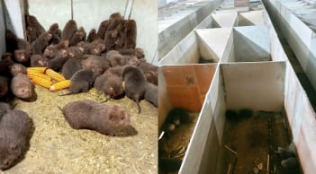 Loài đặc sản “ăn ít, gần như không uống nước”, một nông dân Nghệ An nuôi thành công, mở hướng làm giàu mới