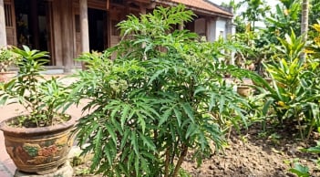 Mệnh nào hợp cây Đinh Lăng nhất?