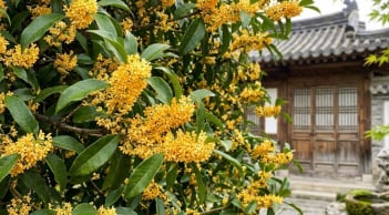 Người mệnh nào hợp trồng cây mộc hương (quế hoa) nhất?