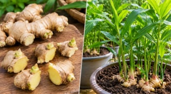 Trồng gừng nên cắt từng mắt hay để cả củ? Làm đúng cách, củ lên mầm khỏe, chậu gừng sai củ cũng ít