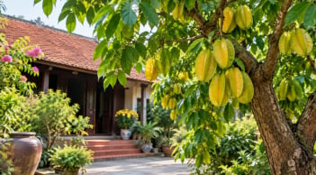 Người tuổi nào hợp trồng cây khế phong thủy? 4 con giáp được xem là dễ đón tài lộc, gia đạo thêm thuận
