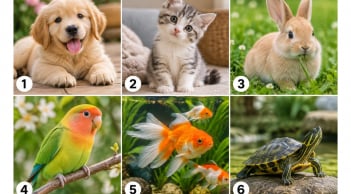 Chọn 1 thú cưng ấn tượng nhất: Hé lộ cách người khác nhìn nhận về bạn
