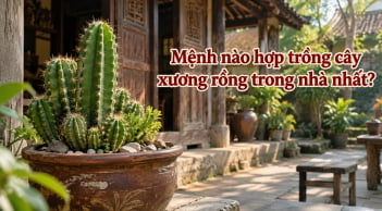 Mệnh nào hợp trồng cây xương rồng trong nhà nhất?