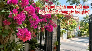 Người mệnh nào, tuổi nào hợp nhất để trồng cây hoa giấy?