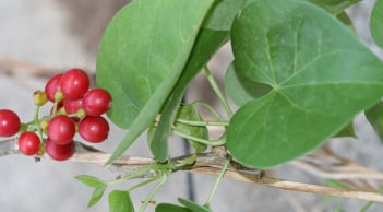 5 cây thuốc nam giảm đau cổ vai gáy, dễ kiếm, mọc quanh nhà