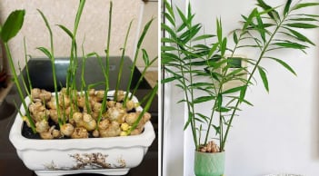 5 điều quan trọng cần biết khi chơi chậu gừng trong nhà