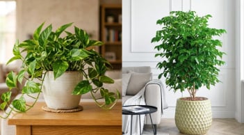 5 loại cây cảnh được nhiều gia đình ưa chuộng: Vừa làm đẹp nhà, vừa mang ý nghĩa may mắn, tài lộc