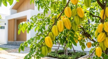 Cách trồng khế quả chín đầy cành, ngọt lịm, mọng nước
