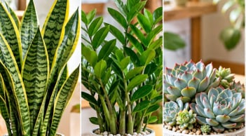 Cây cảnh không cần lớn nhanh chỉ cần đừng vàng lá: Gợi ý 5 cây trồng lâu càng đẹp