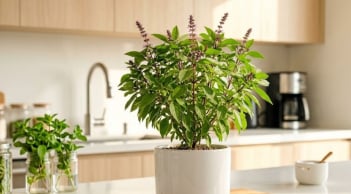 Cây húng quế tốt cho phong thủy: Trồng ở 3 hướng này hút tài lộc