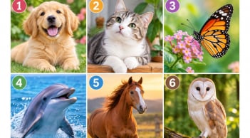 Chọn 1 hình con vật bạn yêu thích để xem điều gì đang chờ đón phía trước