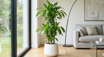 Mệnh nào hợp cây Thiết Mộc Lan nhất?