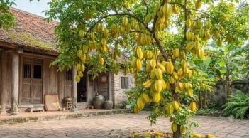 Mệnh nào kỵ cây Khế nhất?