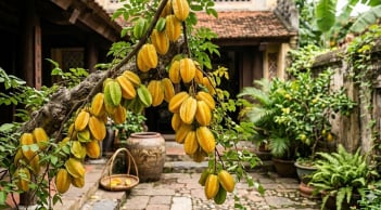 Tuổi nào hợp trồng cây Khế nhất?