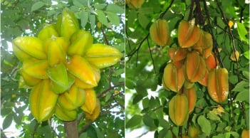 3 vị trí không nên trồng khế kẻo hao tài tán lộc