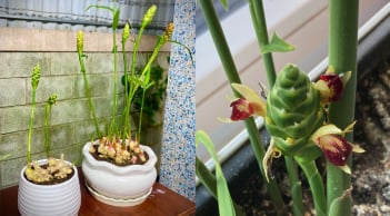 Cách trồng gừng ra hoa hút Tài Lộc, gọi Phú Quý