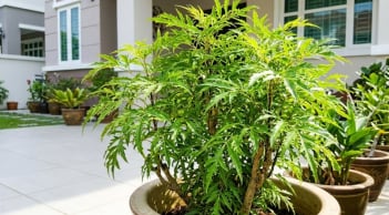 Mệnh nào không hợp trồng cây đinh lăng?