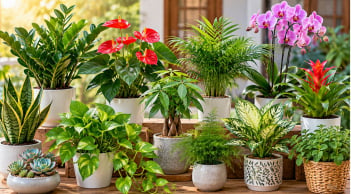 Cách chọn cây cảnh phong thủy theo từng con giáp