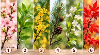 Chọn 1 cành cây bạn ấn tượng nhất