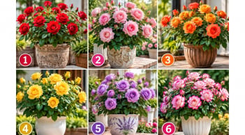 Chọn chậu hoa hồng rực rỡ nhất, để xem bạn đang thu hút điều gì