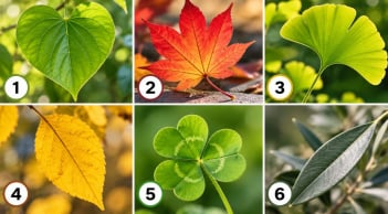 Chọn một chiếc lá để xem sắp tới vận trình của bạn có điều gì đáng lưu ý