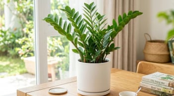 Mệnh nào kỵ trồng cây kim tiền?