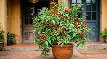 Vị trí trồng cây ớt hút tài lộc
