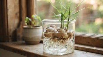 Cách trồng gừng thủy sinh đuồi cả đàn muỗi