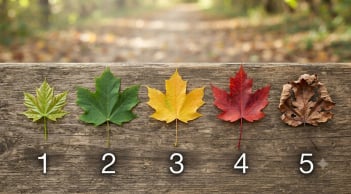 Chọn 1 chiếc lá bạn thích nhất