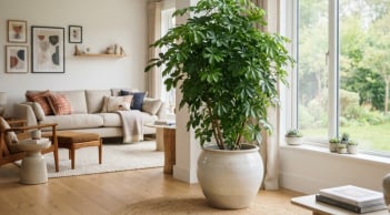 Mệnh nào kỵ cây Ngũ Gia Bì nhất?