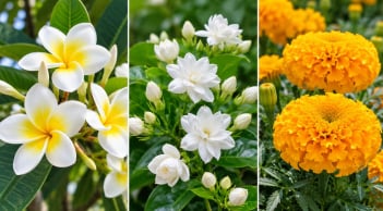 3 loại hoa đẹp nhưng rất ít khi được dâng cúng: Hoa đại, hoa nhài, cúc vạn thọ