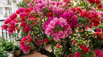 4 điều nhất định phải biết khi trồng cây hoa giấy