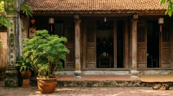 Những người nên trồng cây đinh lăng quanh nhà