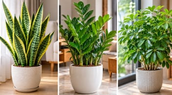 Top 3 cây cảnh phong thủy dễ trồng, hợp nhà thiếu nắng: Đặt trong nhà vẫn xanh tốt
