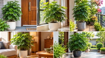 Trồng cây ngũ gia bì ở vị trí nào vừa đẹp phong thủy vừa giúp cây xanh tốt?