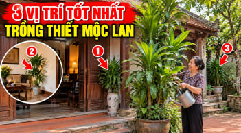 3 Vị trí tốt nhất trồng cây Thiết Mộc Lan cho gia chủ