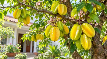 Mệnh nào hợp trồng cây khế phong thủy? Nên lưu ý gì?