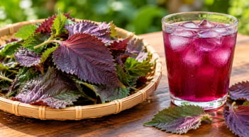 Những người nên hạn chế nước tía tô: 5 nhóm cần lưu ý