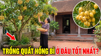 Trồng Quất Hồng Bì ở vị trí nào là tốt nhất?