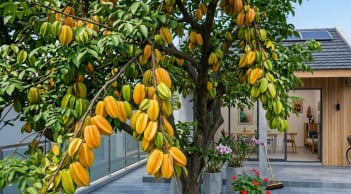Vì sao nên trồng một cây khế trong nhà?