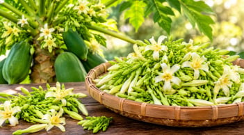 5 nhóm người nên cẩn trọng khi dùng hoa đu đủ đực