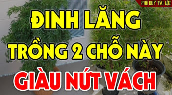 Cây đinh lăng trấn giữ của cải đừng trồng linh tinh: 3 vị trí hút tài lộc tiền về như nước
