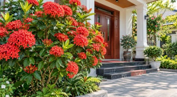 Có nên trồng cây mẫu đơn ta trước nhà? 5 điều cần biết trước khi trồng