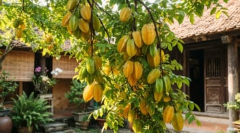 Tại sao nhà giàu thích trồng cây Khế trong nhà?